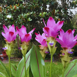 2 Pink Red Ginger Live Plants, Ornamental Flowering Ginger Plant for Indoor Outdoor, Colorful Blooming Gingers 4-6 Inches