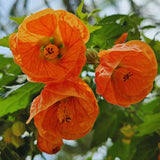 2 Orange Abutilon Live Plants, Flowering Plug, 5-7 Inch Tall