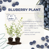 2 Biloxi Blueberry Live Plants, Home Garden Plant, 4-7 Inch Tall
