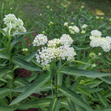 2 White Milkweed Plants Live, Hardy Garden Plant, 4-6 Inch Tall