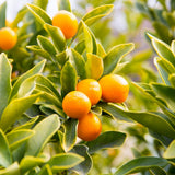 Sweet Kumquat Live Tree, Sweet Citrus Tree, 1-2 Ft Tall, 1 Gallon Pot
