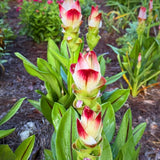 2 White Pink Ginger Live Plants, Ornamental Flowering Ginger Plant for Indoor Outdoor, Colorful Blooming Gingers 4-6 Inches
