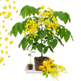 2 Yellow Cassia Plants Live, Well-Rooted Flower Tree, 4-6 Inch Tall
