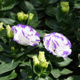 White Blue Lisianthus Plant, Eustoma Lisianthus Flowers in Plug, 3-5'' Tall