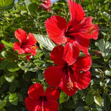 Set of 3 Hardy Hibiscus Live Plants, Bright Red Hibiscus Plant, 4–6" Tall
