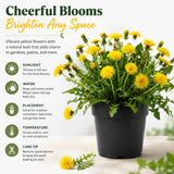 Yellow Dandelion Herb Live Plant, Edible Herb Flower Plant, 4-7 Inch Tall