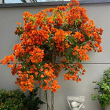 2 Orange Bougainvillea Live Plants, Tropical Flower Plant, 4-7 Inch Tall