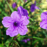 6 Purple Mexican Petunia Plants Live, Perennial Plant, 4-6 Inch Tall