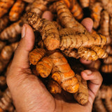 2 Turmeric Live Plants, 4-6 Inch Tall