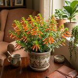 2 Orange Yellow Cuphea Live Plants, 4-6 Inch Tall