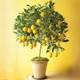 Meyer Lemon Live Plant, 1 Gallon Pot