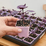 Purple Basil Live Plant, Starter Herb Plant, 3-5 Inch Tall, 3.5 Inch Pot