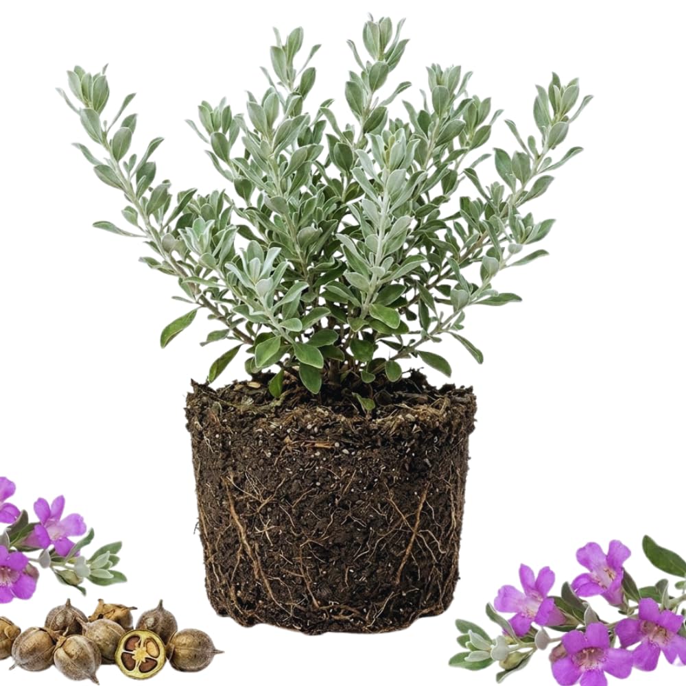 4 Salvia Sage Plants Live, Hardy Flower Plant, 4-6 Inch Tall
