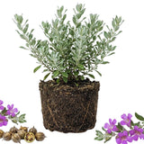 4 Salvia Sage Plants Live, Hardy Flower Plant, 4-6 Inch Tall