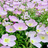 Random Primrose Live Plant, 2-3 Inch Tall, 3 Inch Pot
