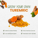 8 Turmeric Roots for Planting, Live Rhizomes Turmeric Curcuma Longa
