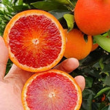 Blood Orange Live Plant, Citrus Fruit Tree, 1-2 Ft Tall, 1 Gallon Pot