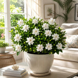 Frostproof Jasmine Plant Live, Fragrant Jasmine Live Plant, 4-8 Inc Tall