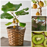 Hardy Kiwi Live Plant, Edible Berry Vine Plant, 4-6 Inch Tall