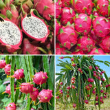 3 White Dragon Fruit Plants Live, Outdoor Garden Fruit Plant