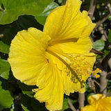 Set of 3 Hardy Hibiscus Live Plants, Yellow Hibiscus Plant, 4–6" Tall