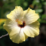 2 Hardy Light Yellow Hibiscus Plant Live, Tropical Flower Shrub, 4-6" Tall