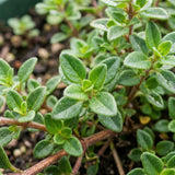2 Live Thyme Plants, Outdoor Garden Plant, 4-6 Inch Tall