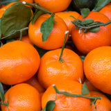 Satsuma Mandarin Live Tree, Hardy Fruit Tree, 2-3 Ft Tall