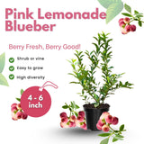 2 Pink Lemonade Blueberry Live Plants, Hardy Fruit Bush, 4-6 Inch Tall