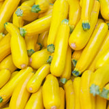 2 Yellow Live Zucchini Plants, Vegetable Plant, 4-6 Inch Tall, 4 Inch Pot