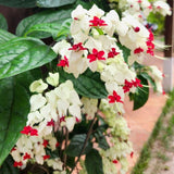 Set 3 White Bleeding Heart Plants Live 4-6 Inch Tall