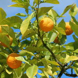 Sweet Golden Mandarin Tree Live, Patio Container Plant, 1-2 Ft Tall, 1 Gallon Pot