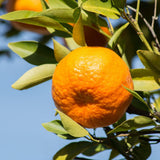 Sweet Golden Mandarin Tree Live, Patio Container Plant, 1-2 Ft Tall, 1 Gallon Pot