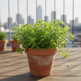 4 Peppermint Live Plants, Fragrant Herbs, 4-6 Inch Tall
