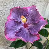 Purple Hibiscus Plant 5-7 Inch Tall