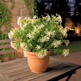 4 Night Blooming Jasmine Plants Live, 4-7 Inch Tall, Jasmine Plant Live