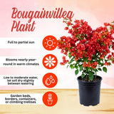 2 Red Bougainvillea Live Plants, Home Garden Plant, 4-6 Inch Tall