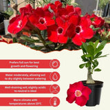 Red Desert Rose Live Plant 4-7 Inches Tall