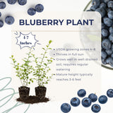 2 Legacy Blueberry Live Plants, Indoor Outdoor Plant, 4-7 Inch Tall