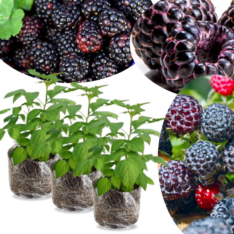 3 Black Raspberry Live Plants, 3-5 Inch Tall