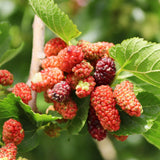 2 Dwarf Everbearing Mulberry Tree Live Plant, Edible Fruit, 6-8" Tall