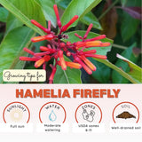 3 Hamelia Firefly Plant Live, Hamelia Live Plant, 4-6 Inch Tall