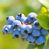 2 Sunshine Blueberry Live Plants, Ready to Grow Plant, 4-7 Inch Tall