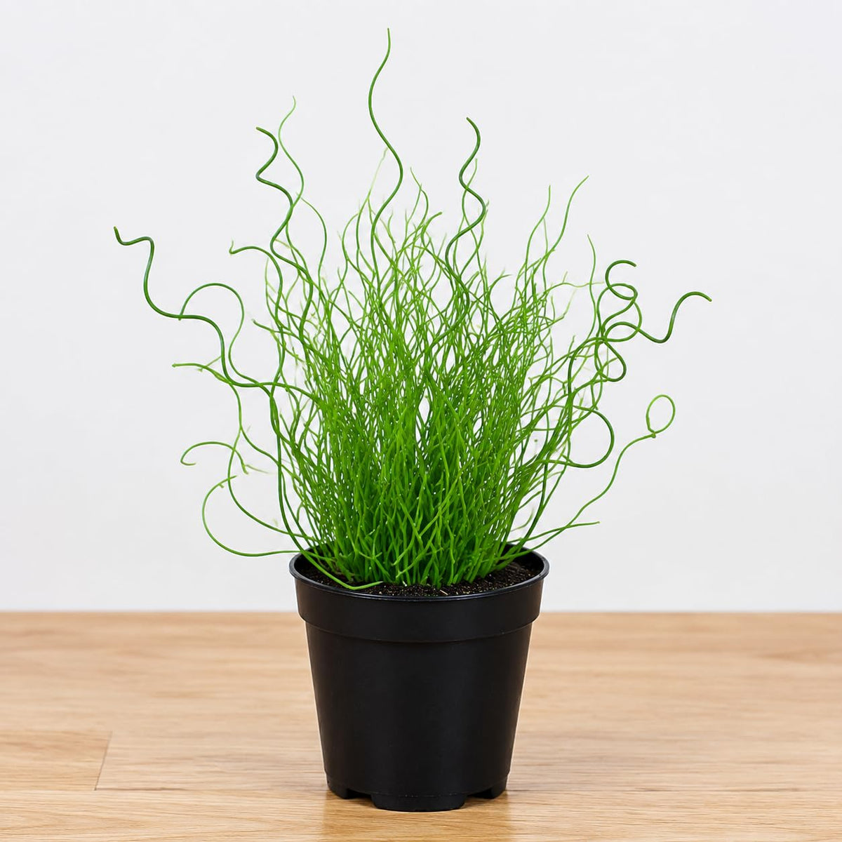 Corkscrew Rush Spiralis Live Plant, Live Starter Plant, 4 Inch Pot
