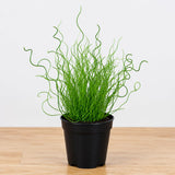 Corkscrew Rush Spiralis Live Plant, Live Starter Plant, 4 Inch Pot
