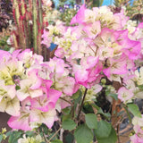 2 Cream Pink Bougainvillea Live Plants, 4-6 Inch Tall