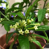 3 Jasmine Live Plants, Night Blooming Jasmine Plants, 4-6 Inch Tall