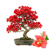 Red Bougainvillea Plant Live, Patio Flower Vine, 4-6 Inch Tall, 4" Pot