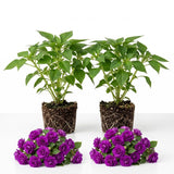 2 Random Impatiens Live Plants, 5-7 Inch Tall