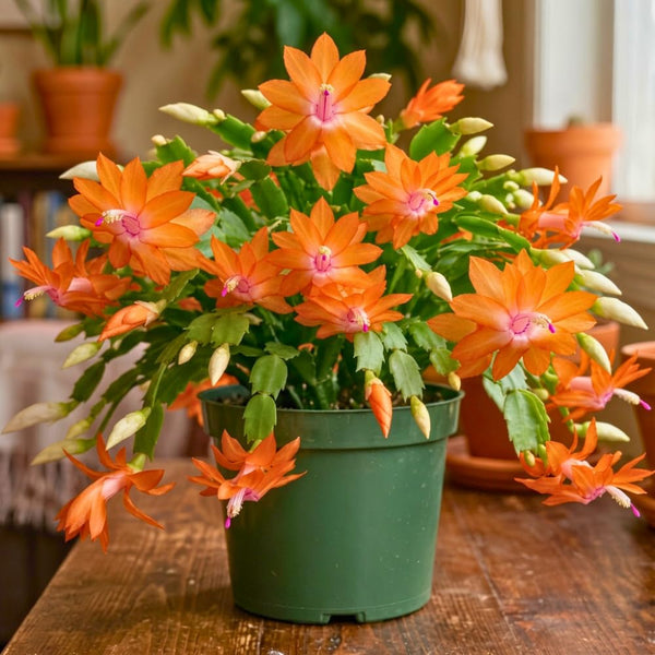 Orange Live Holiday Cactus Plant, Tropical Houseplant, 5-9 Inch Tall
